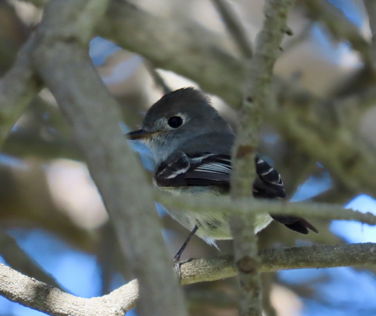 Hammond's Flycatcher - ML617238524