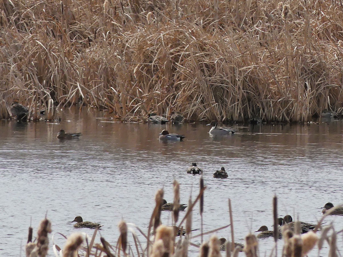 Eurasian Wigeon - ML617238546