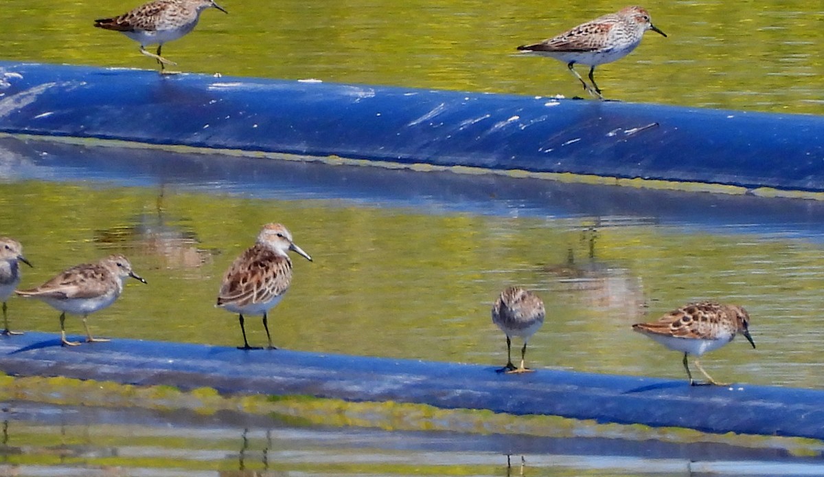 Western Sandpiper - ML617238559