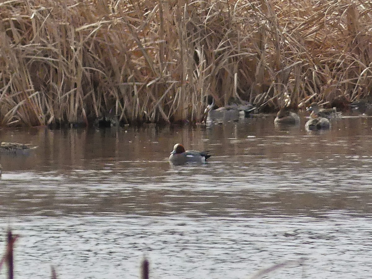 Eurasian Wigeon - Vincent  T Cottrell