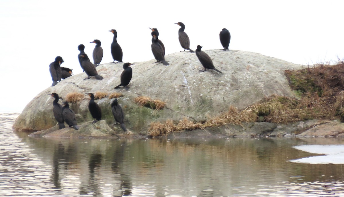 Cormoran à aigrettes - ML617238630