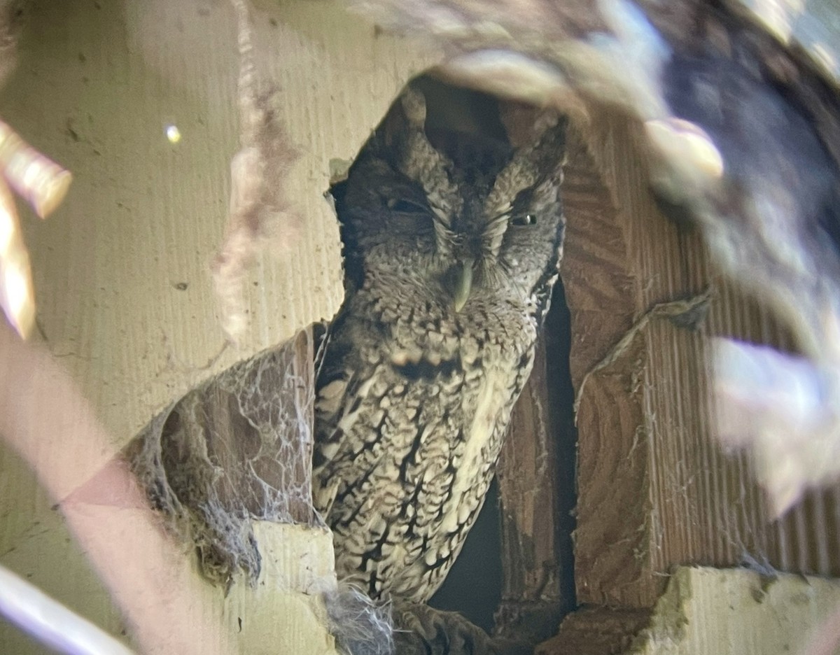 Eastern Screech-Owl (McCall's) - Paige O