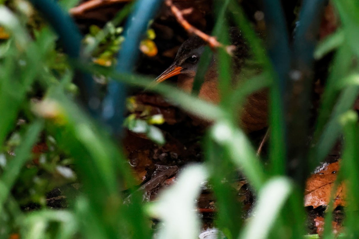 Virginia Rail - ML617238654