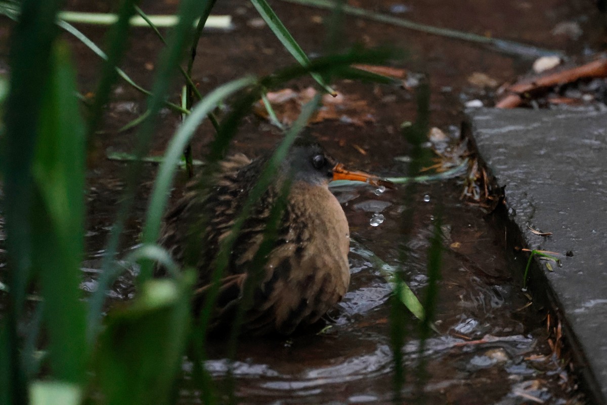 Virginia Rail - ML617238666