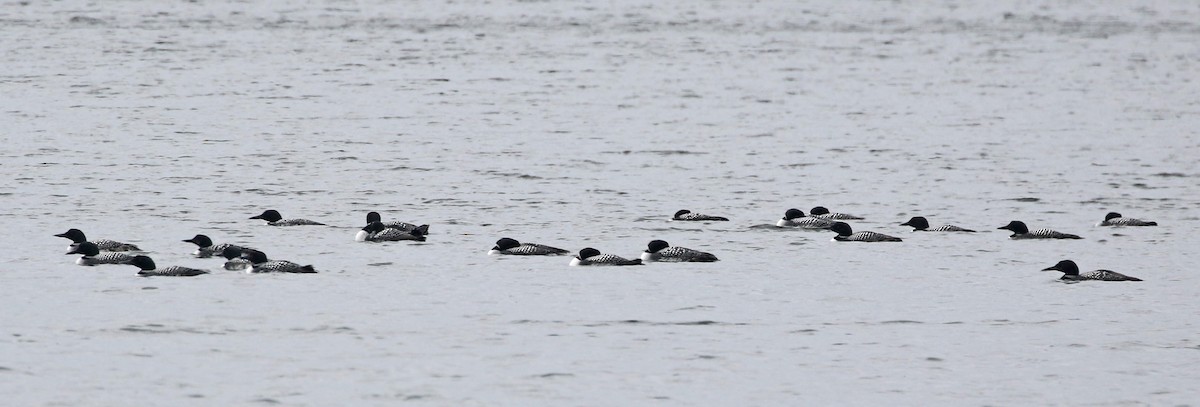 Common Loon - ML617238670