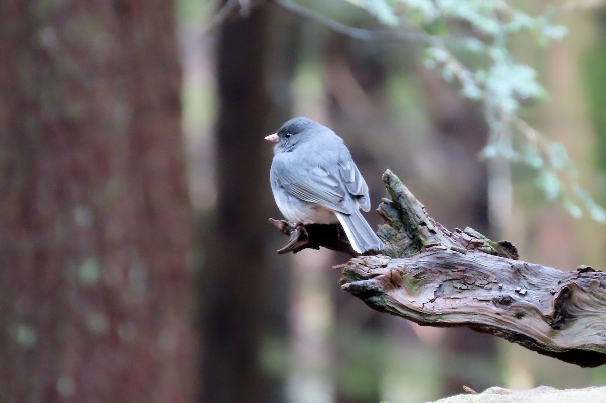 Pennsylvania Bird Atlas Checklist - 5 Apr 2024 - Cook Forest SP ...