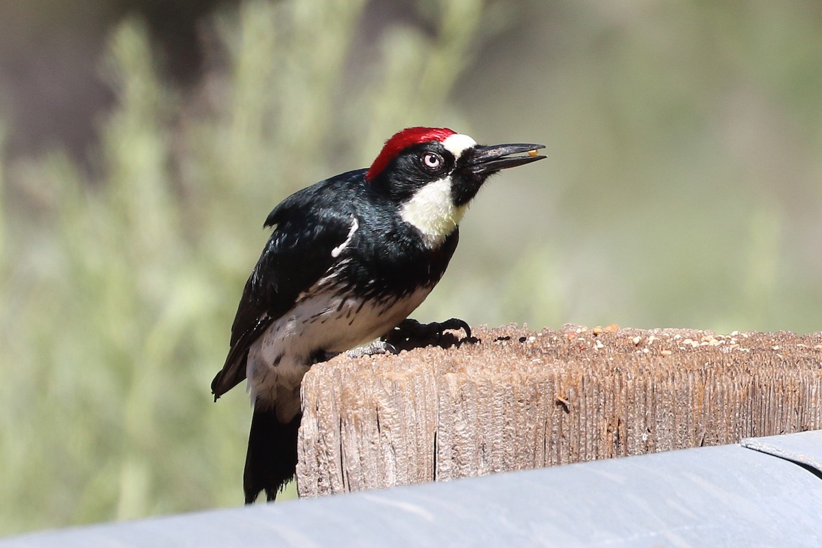 Acorn Woodpecker - ML617238679