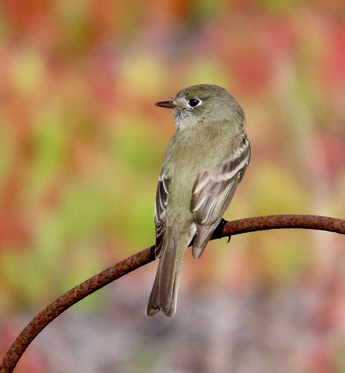 Hammond's Flycatcher - ML617238697