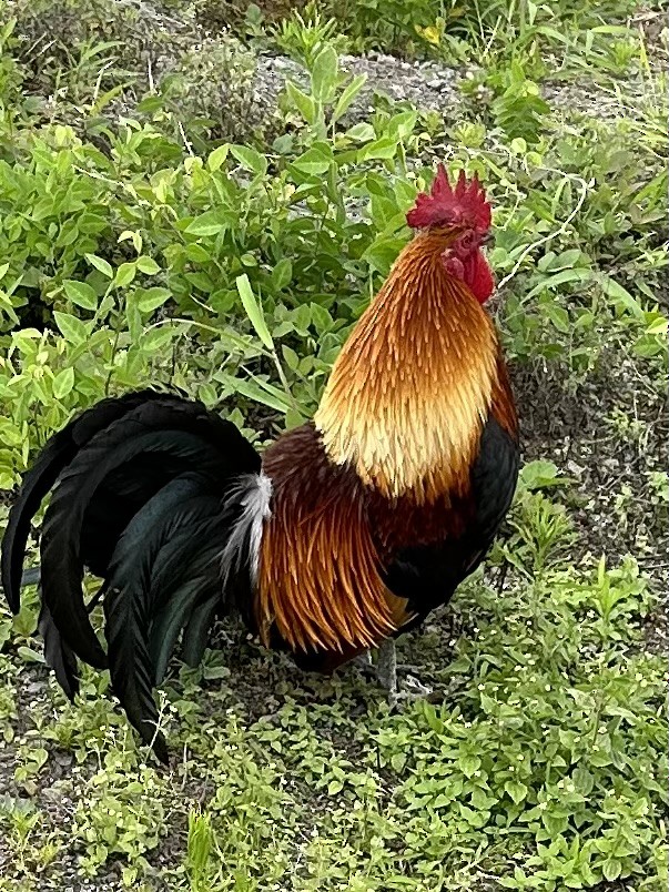 Red Junglefowl (Domestic type) - ML617238714