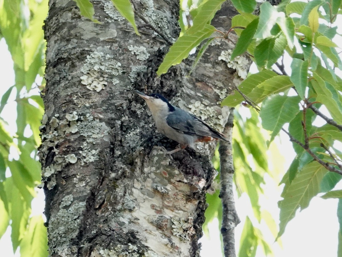 Giant Nuthatch - ML617238736