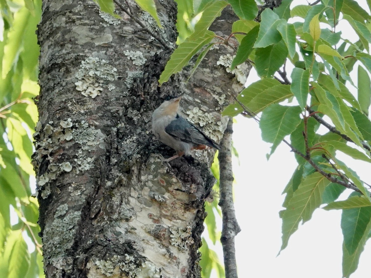 Giant Nuthatch - ML617238737