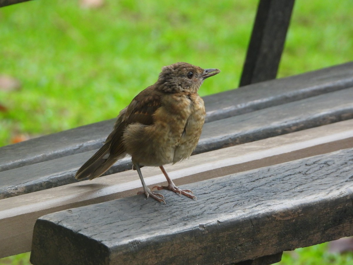 Pale-breasted Thrush - ML617238756