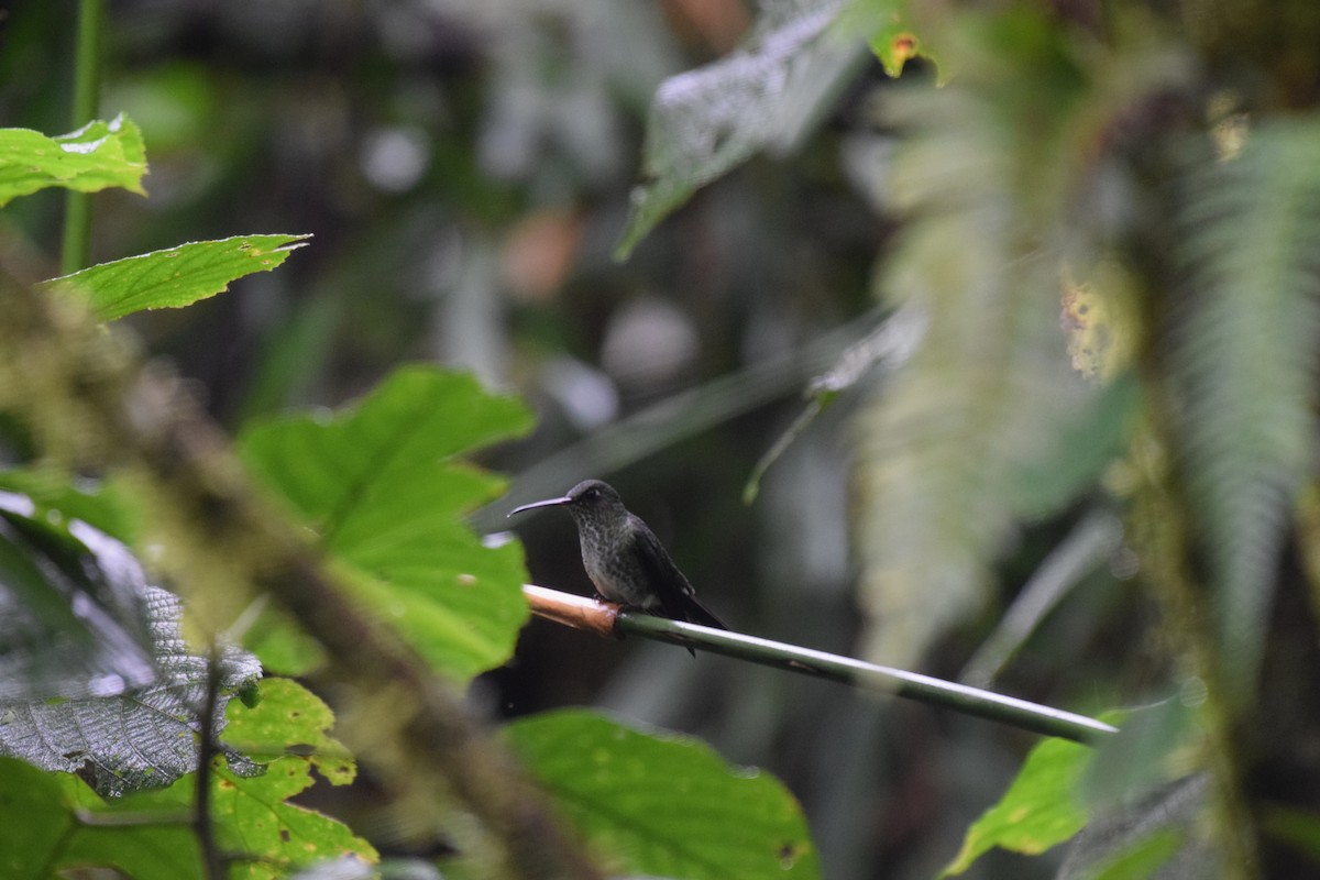 Many-spotted Hummingbird - ML617238768