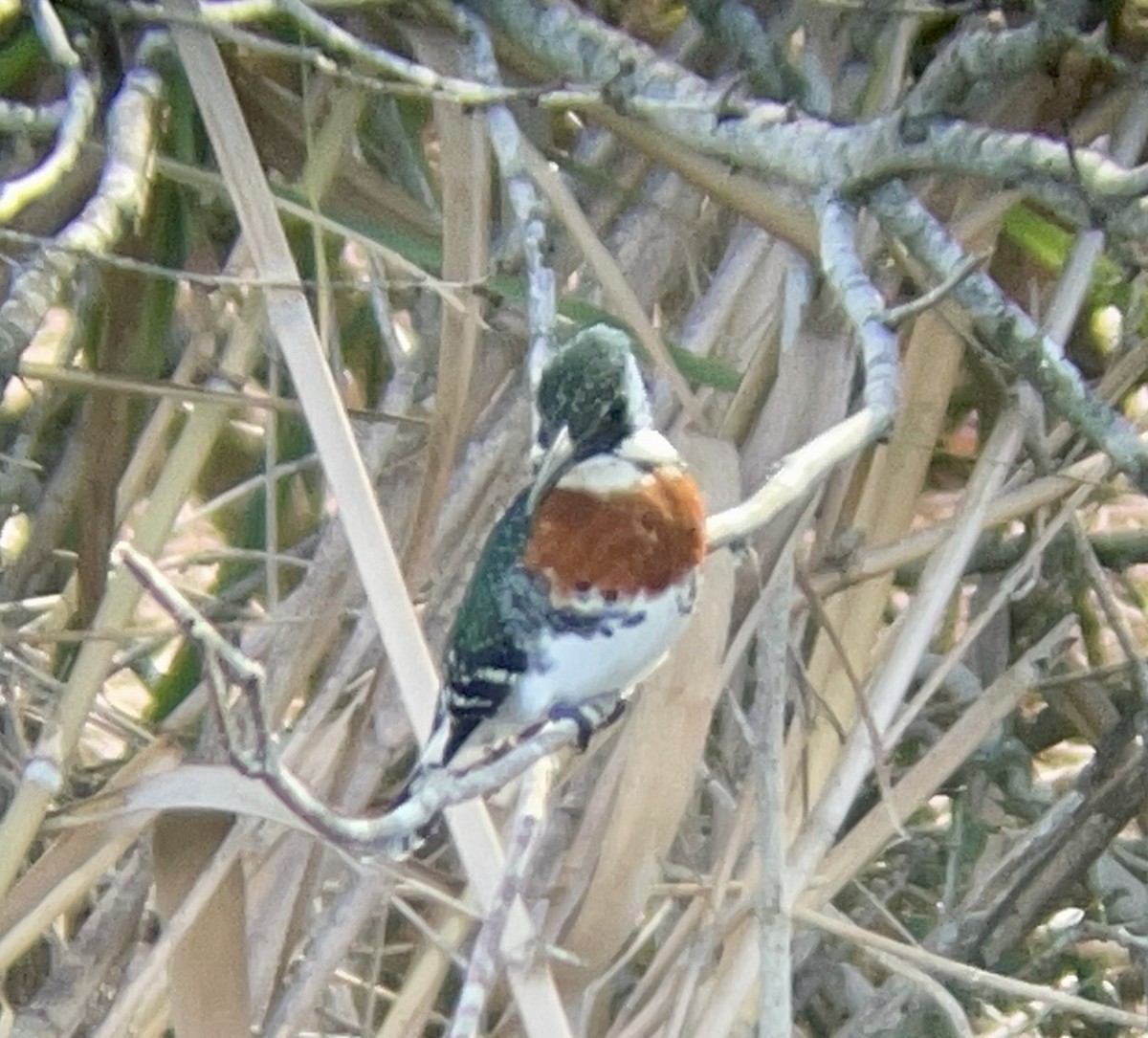 Green Kingfisher - ML617238798