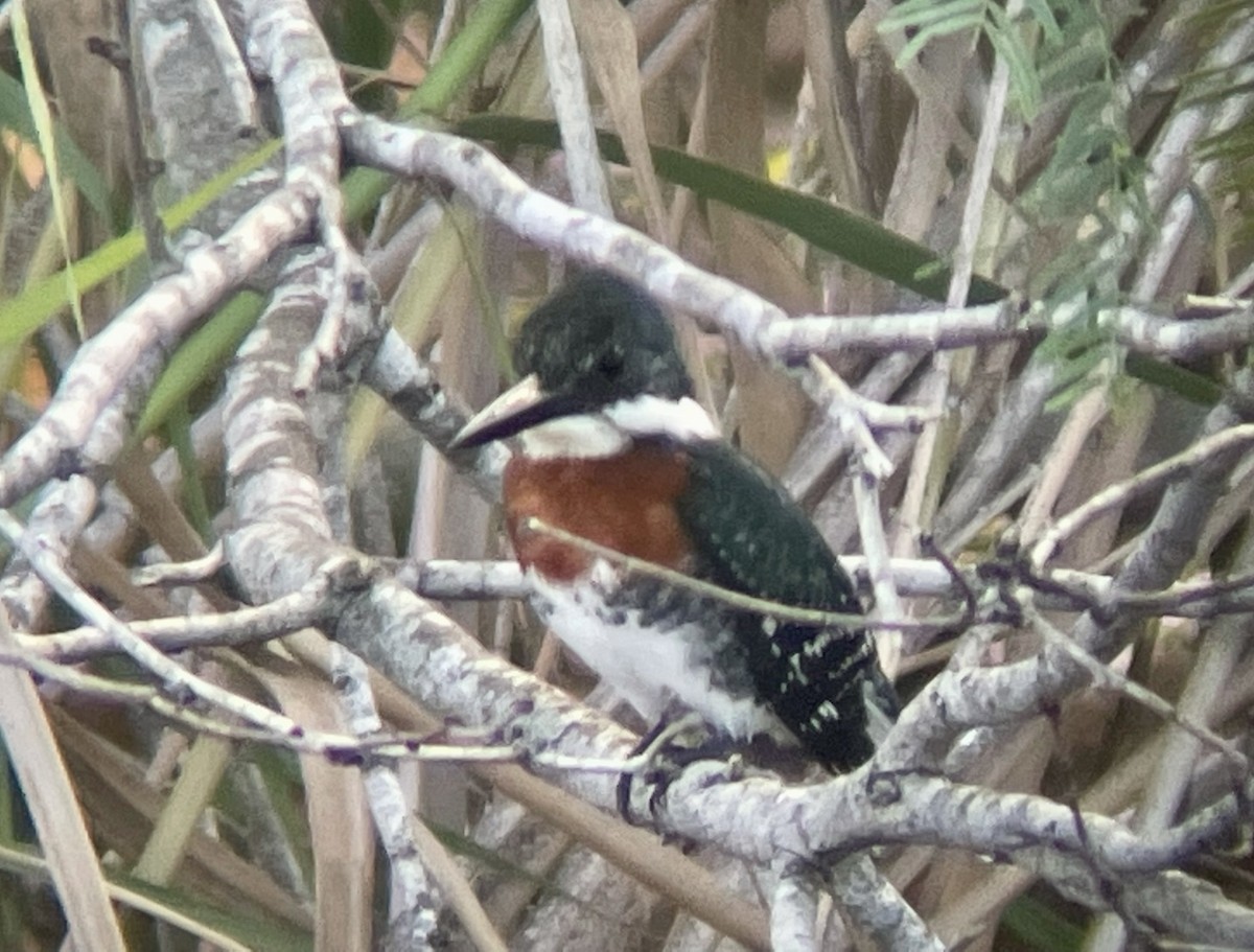 Green Kingfisher - ML617238805