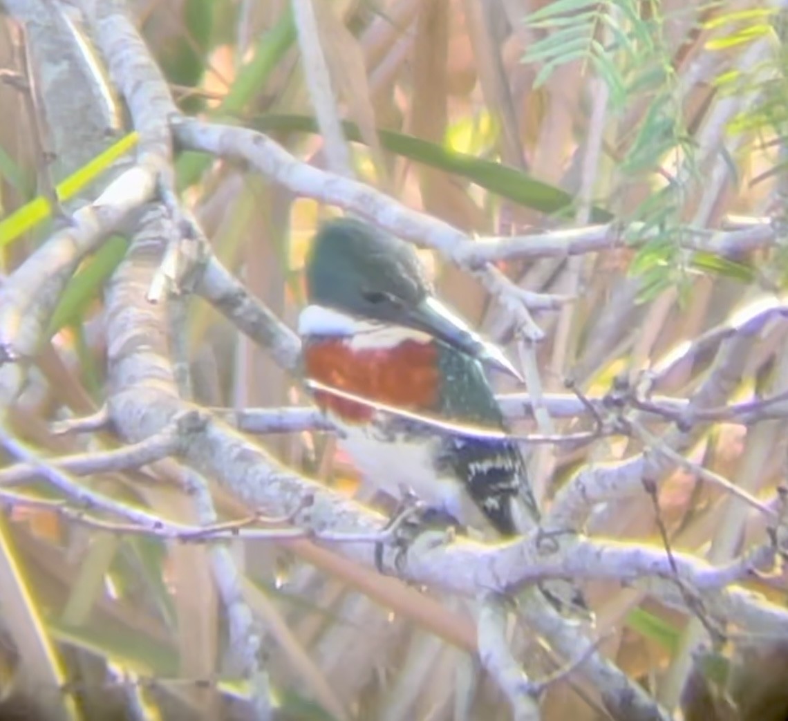 Green Kingfisher - ML617238807