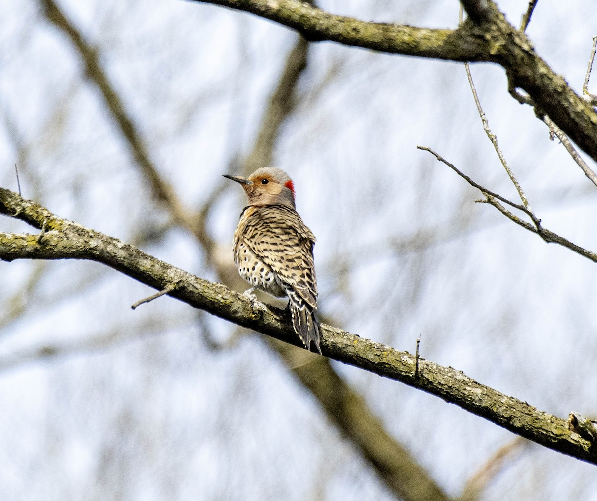 Northern Flicker - ML617238844