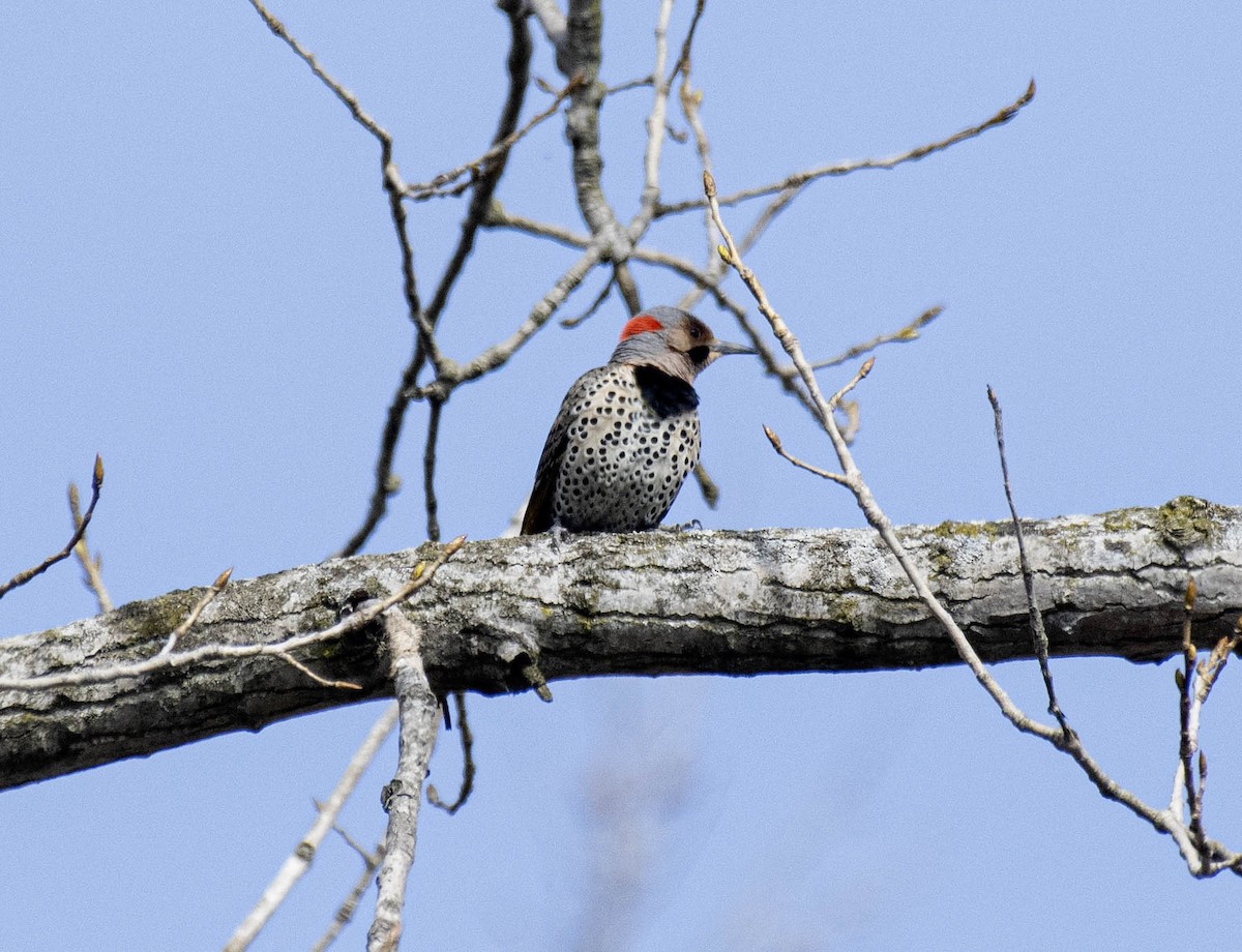 Northern Flicker - ML617238845