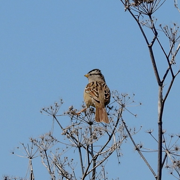 White-crowned Sparrow - Sharon Wilcox