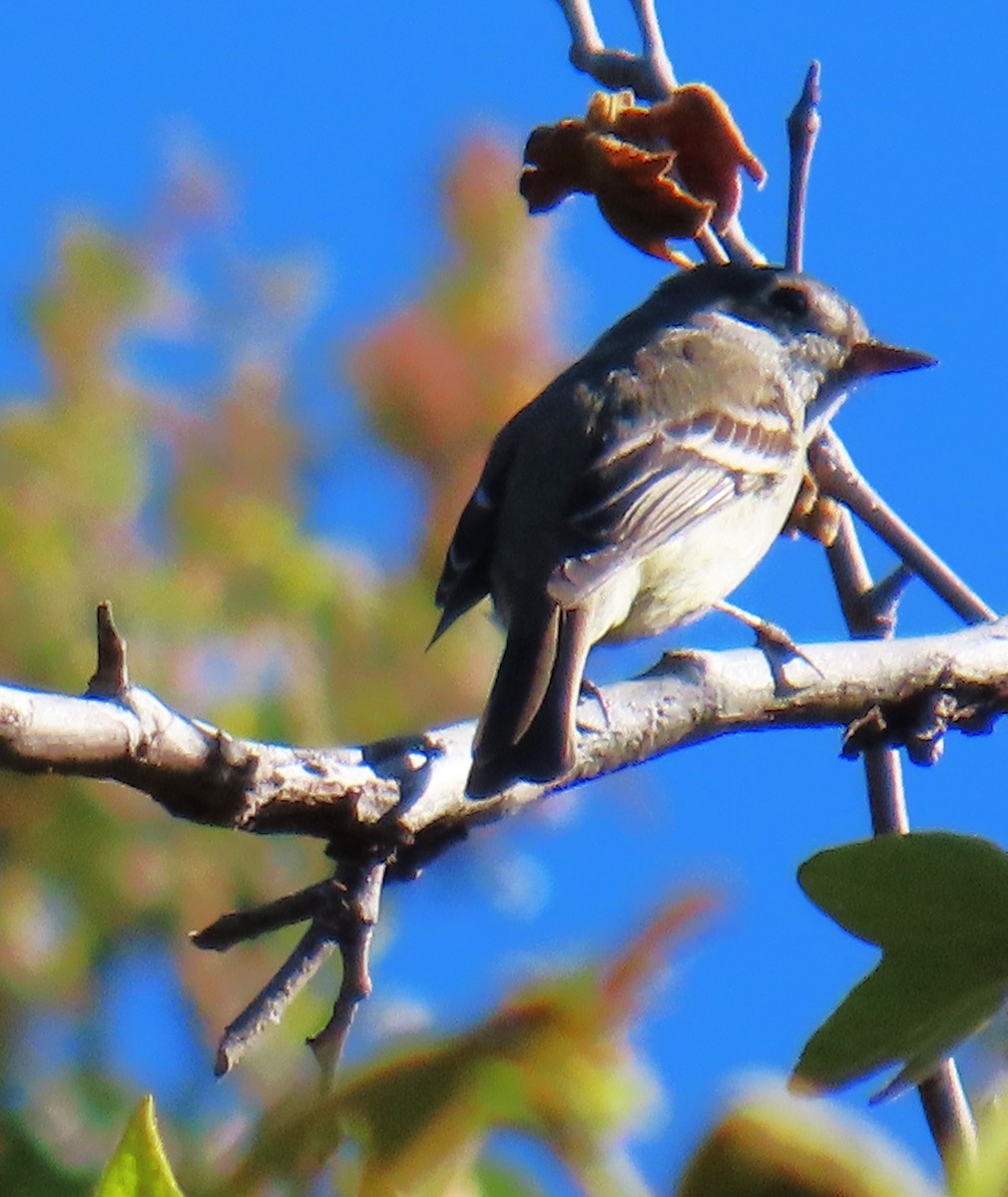 Hammond's Flycatcher - ML617238923