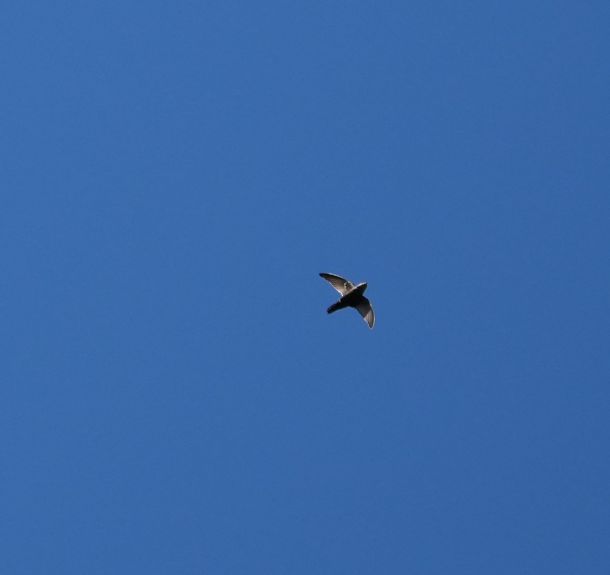 Lesser Antillean Swift - ML617238924