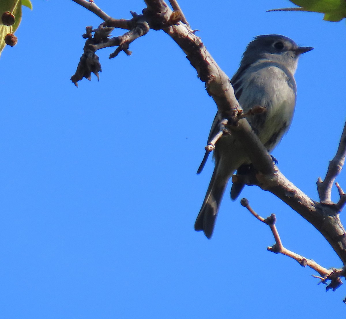 Hammond's Flycatcher - ML617238936