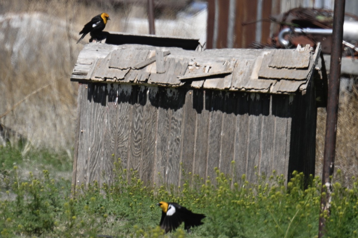 Yellow-headed Blackbird - ML617238937