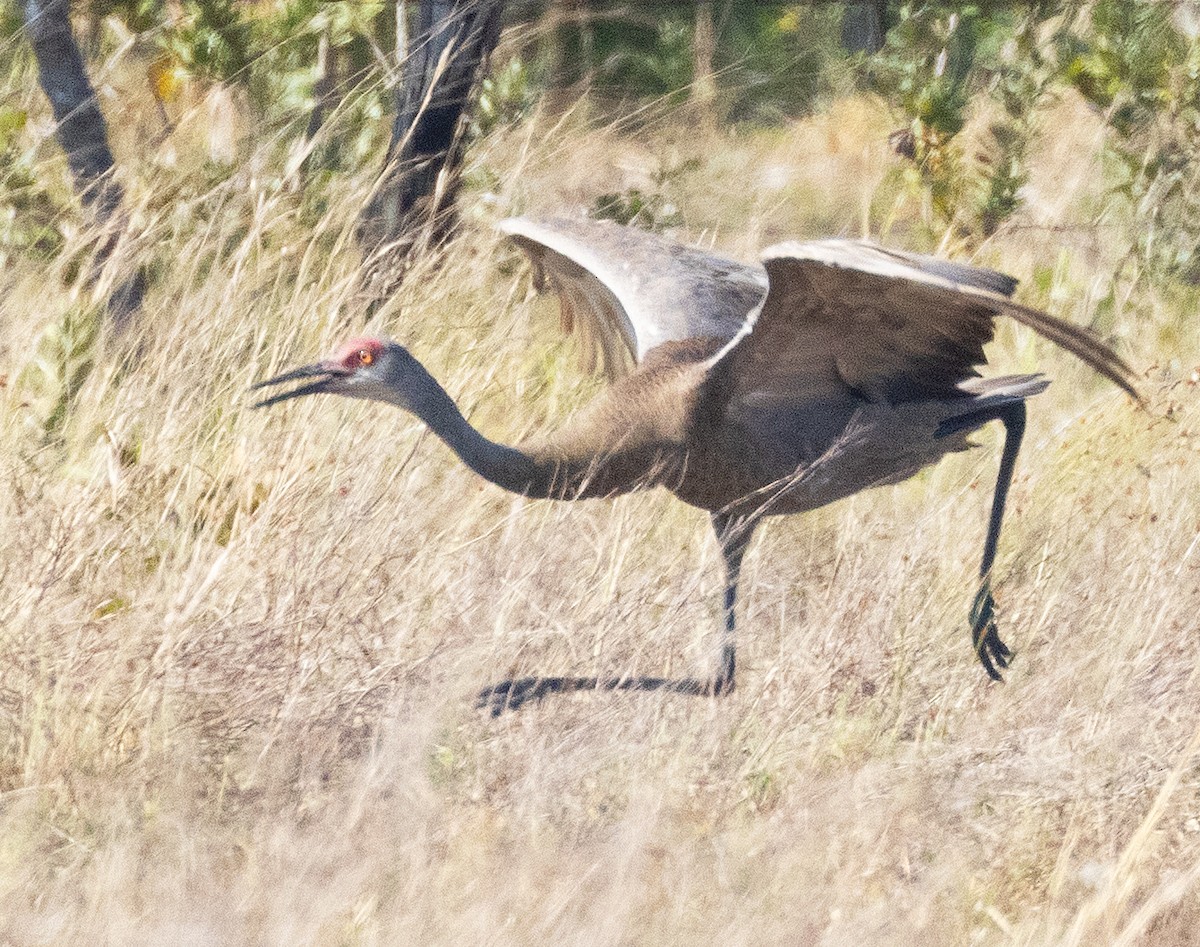 Sandhill Crane - ML617238938