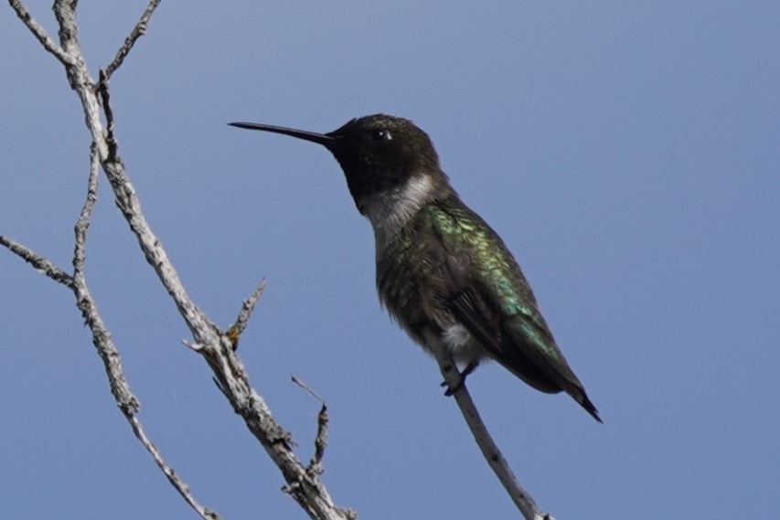 Black-chinned Hummingbird - ML617238939