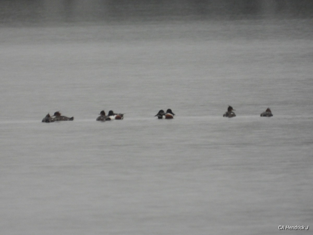 Northern Shoveler - ML617238948