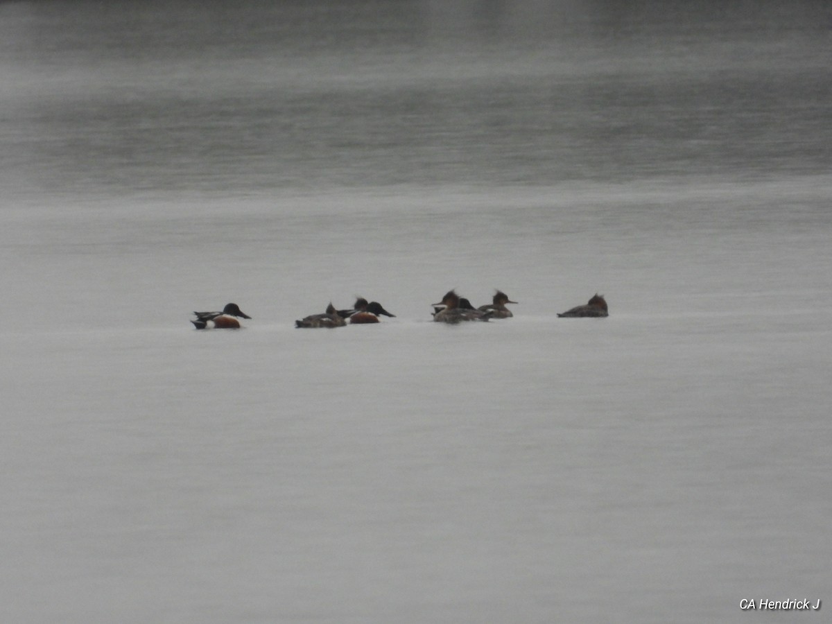 Northern Shoveler - ML617238949