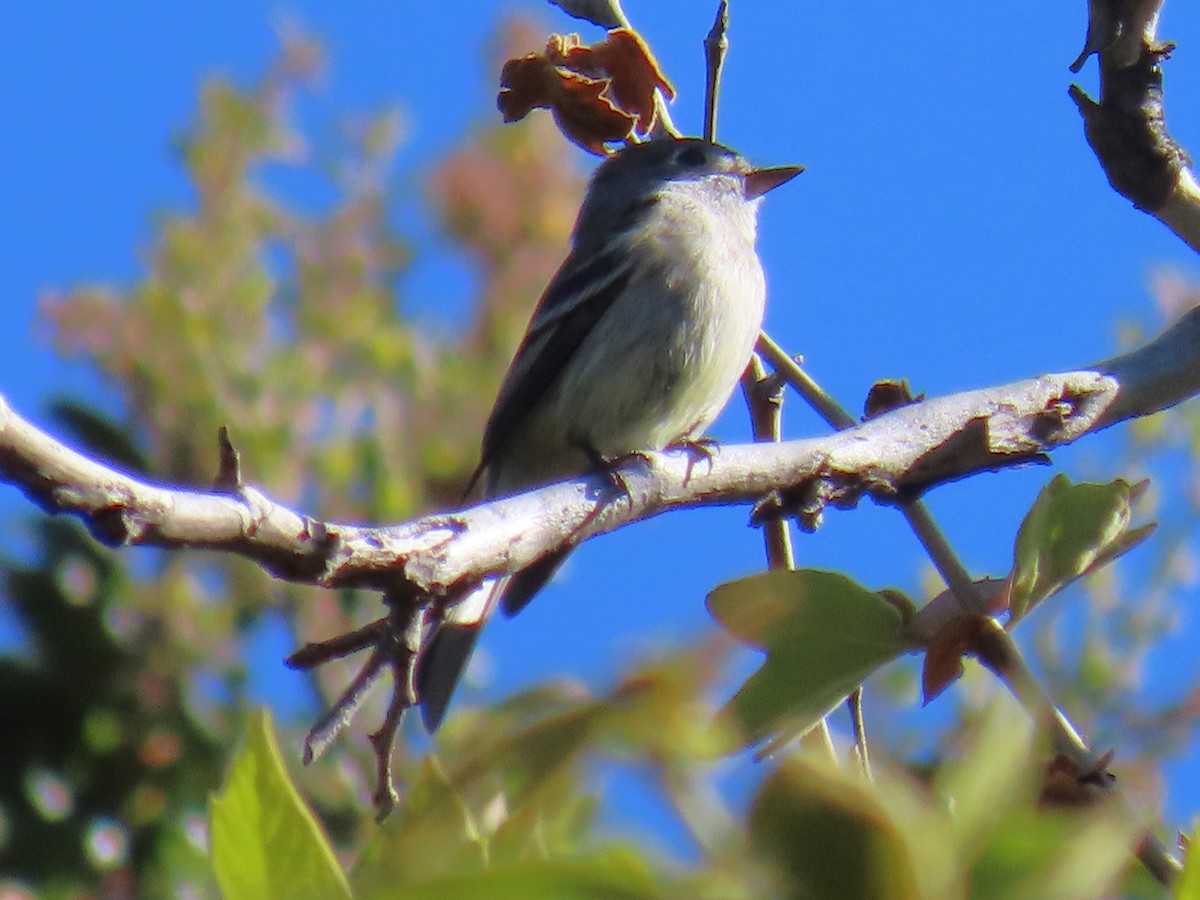 Hammond's Flycatcher - ML617238957