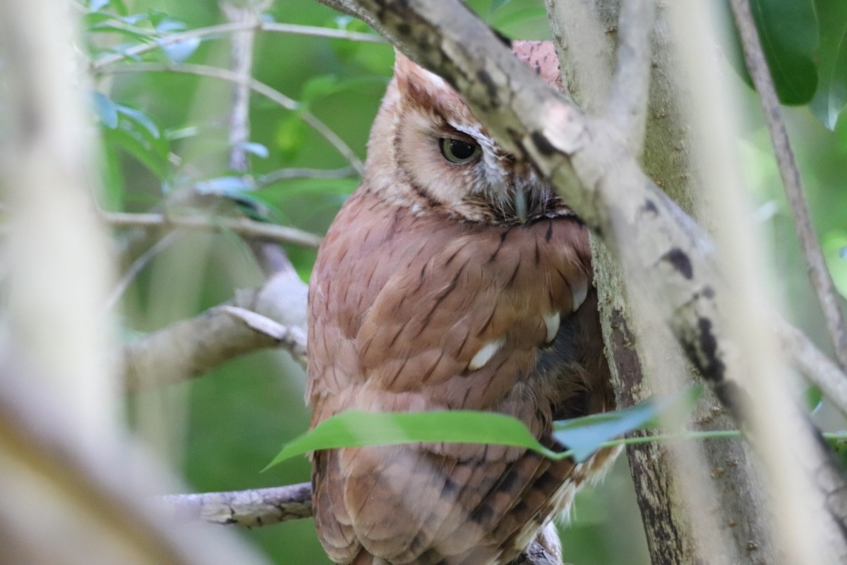 Eastern Screech-Owl - Aeris  Clarkson