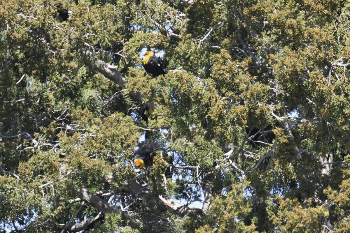 Yellow-headed Blackbird - ML617238972