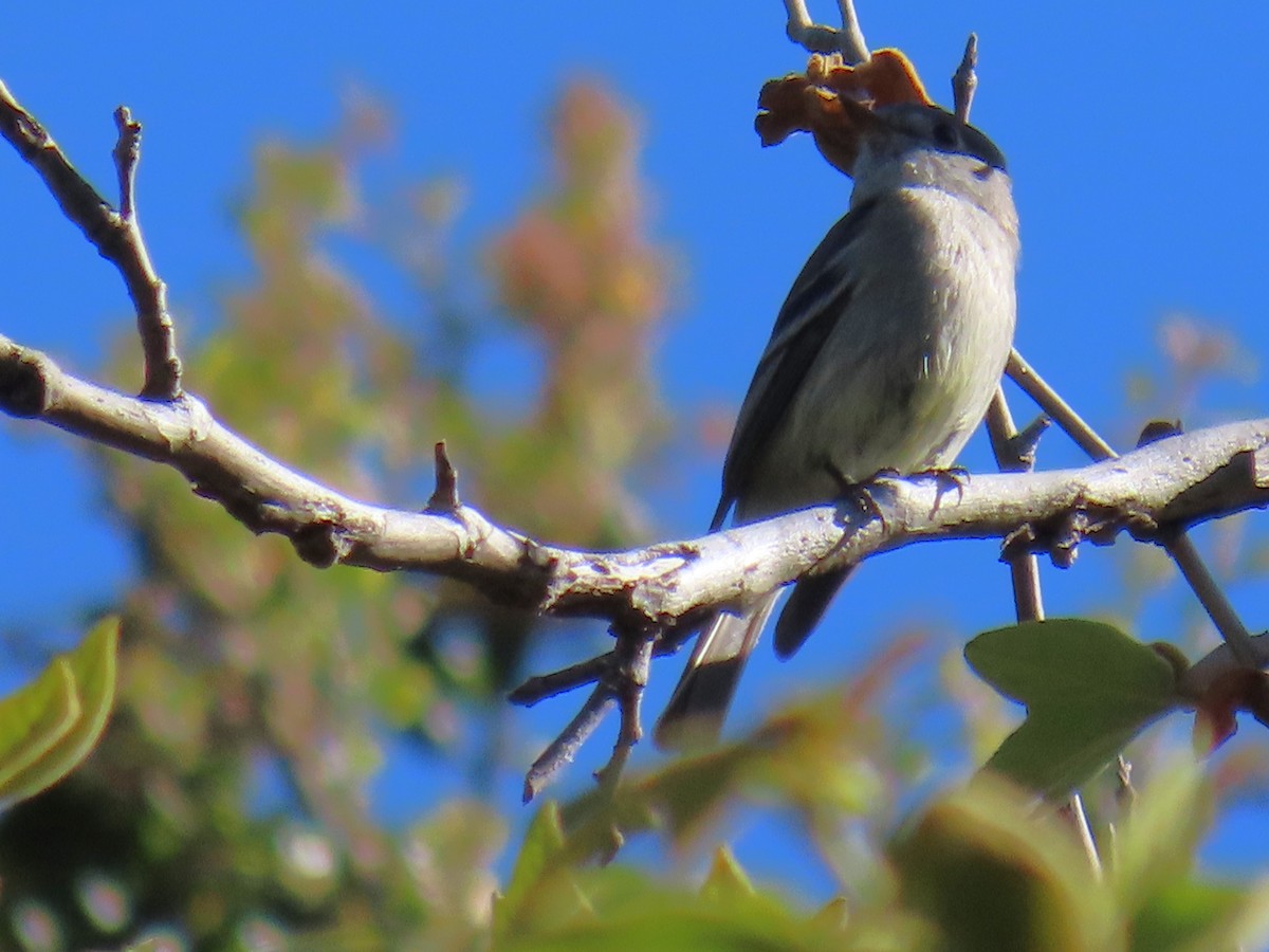 Hammond's Flycatcher - ML617238975