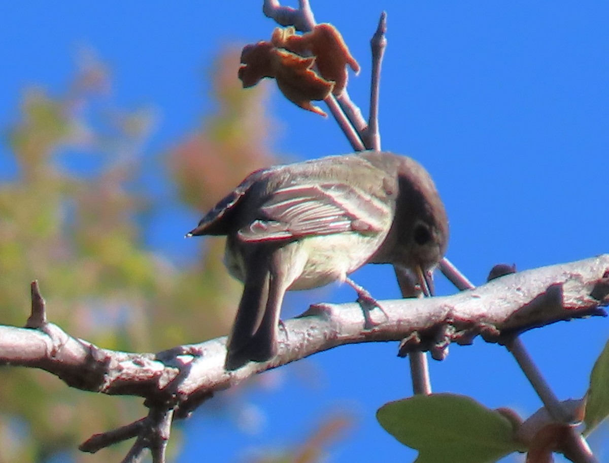Hammond's Flycatcher - ML617238983