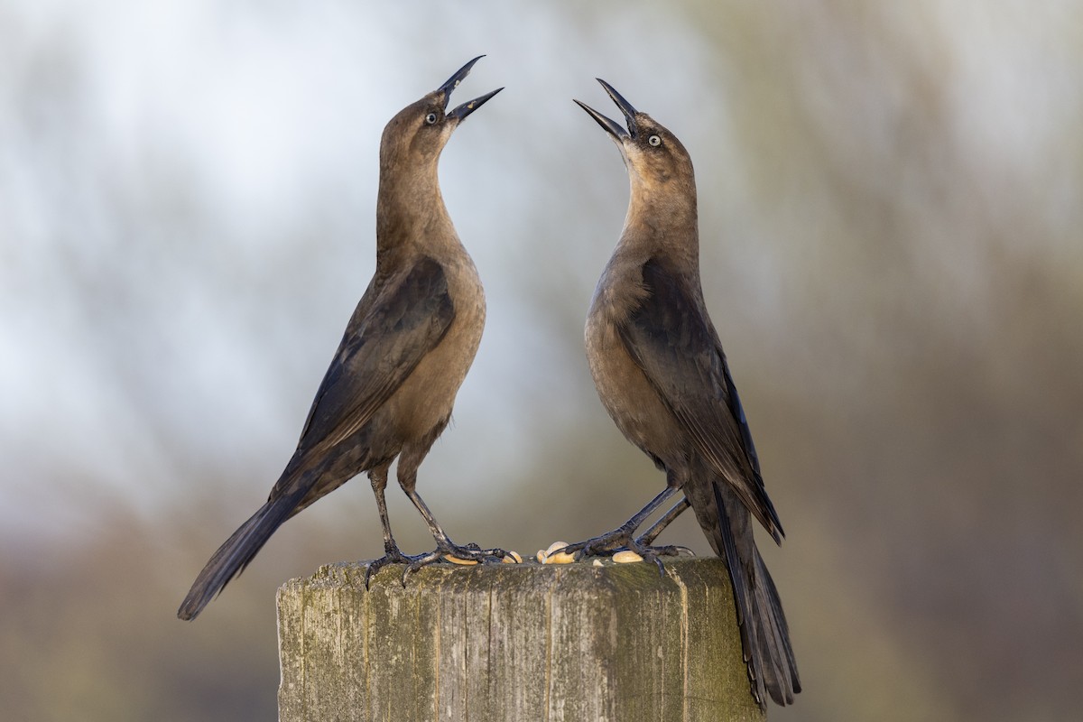 Boat-tailed Grackle - ML617238994