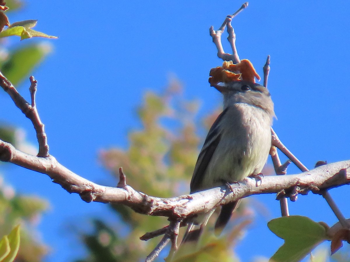 Hammond's Flycatcher - ML617239002