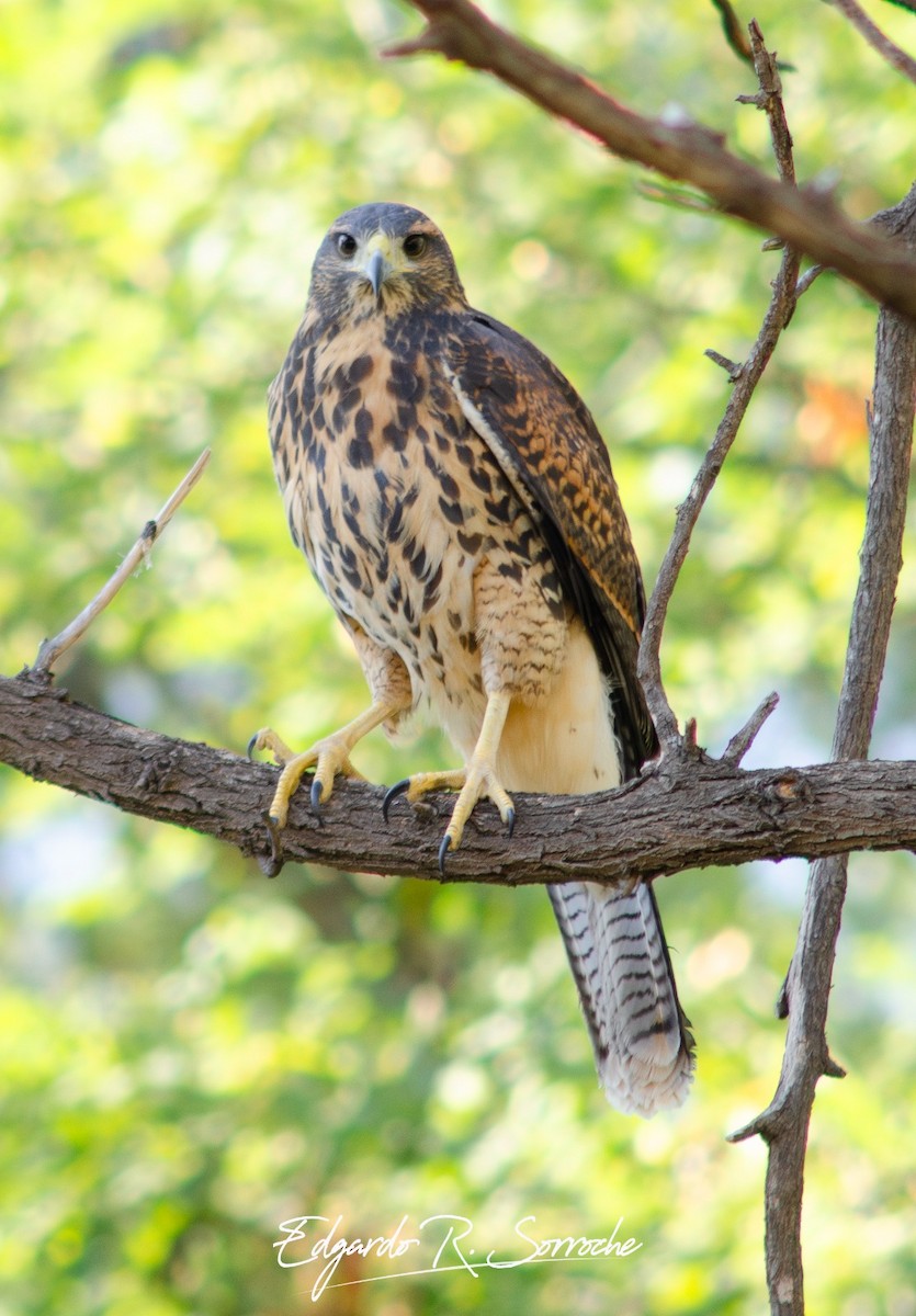 Harris's Hawk - Edgardo Sorroche