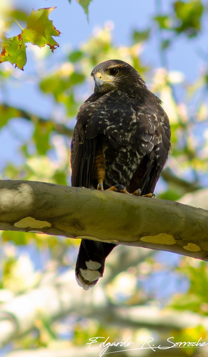 Harris's Hawk - Edgardo Sorroche