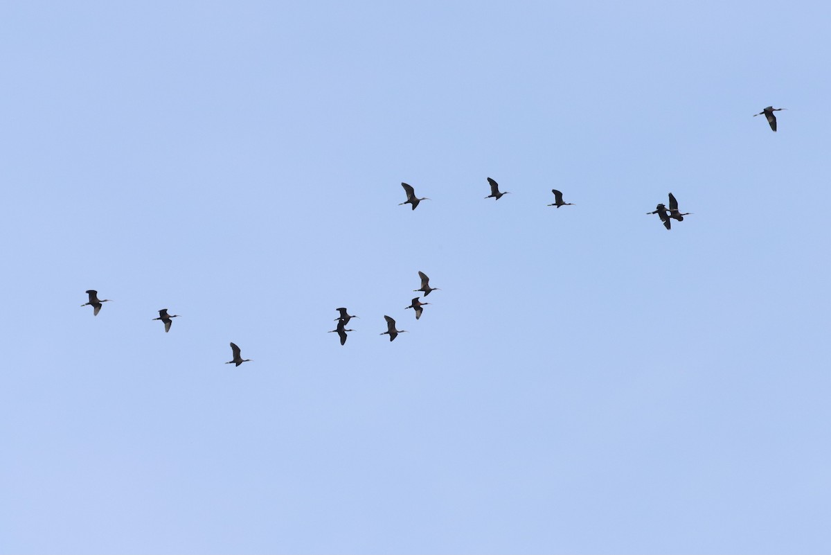 ibis hnědý - ML617239046