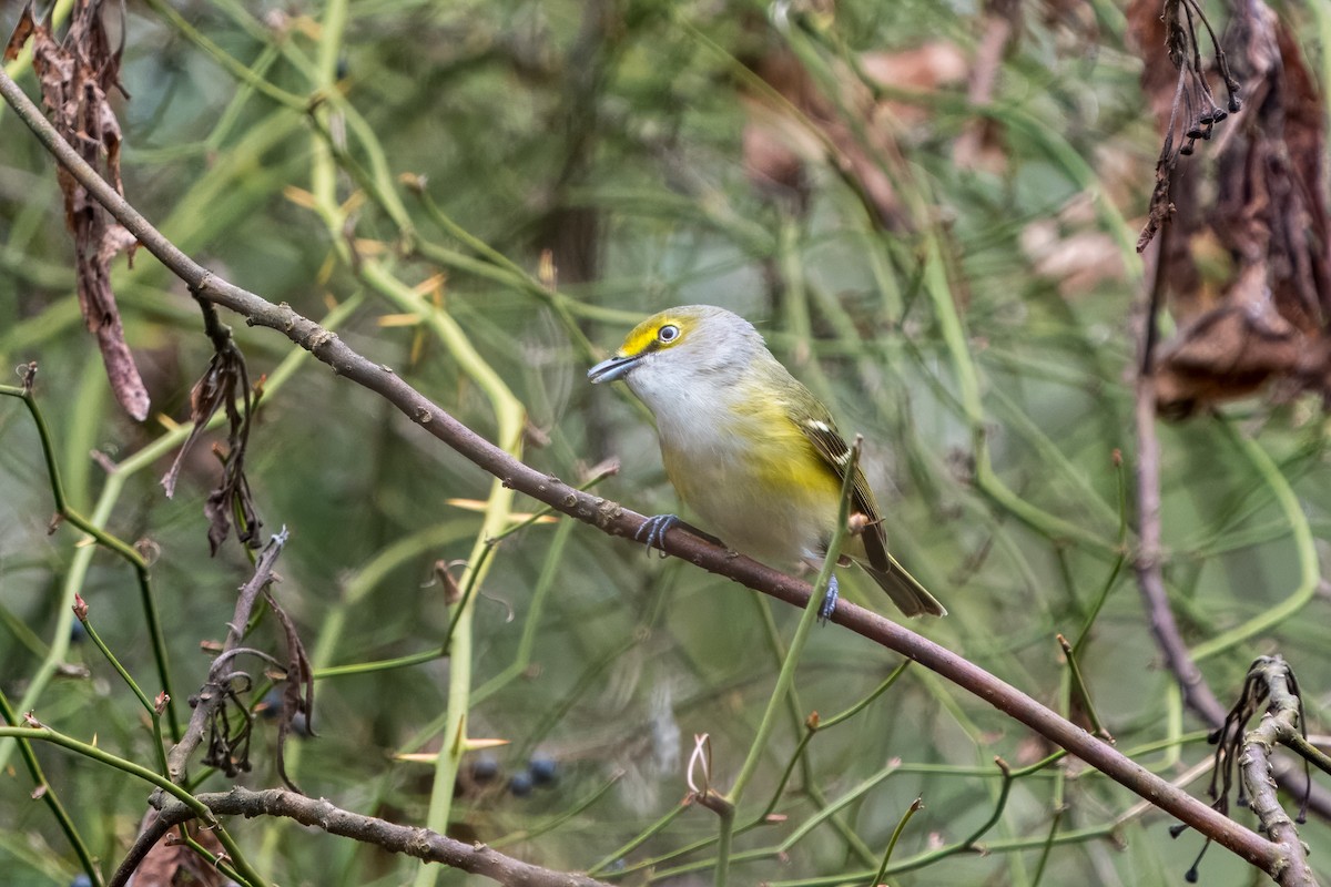 White-eyed Vireo - ML617239057