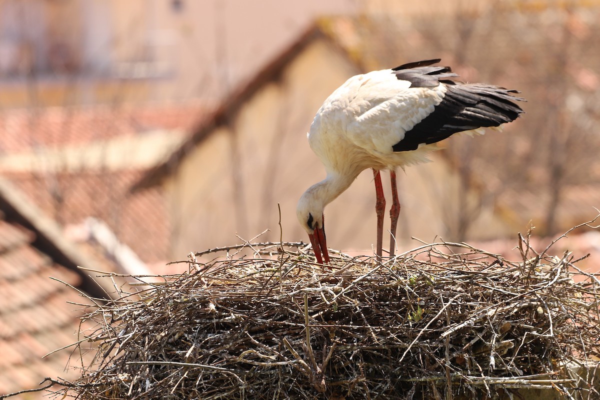 White Stork - Laurent Chevallier