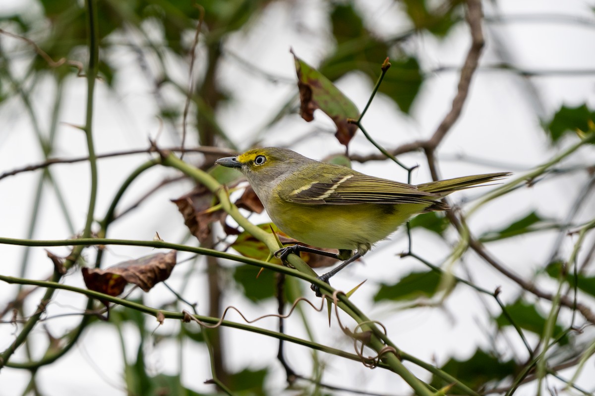 White-eyed Vireo - ML617239070