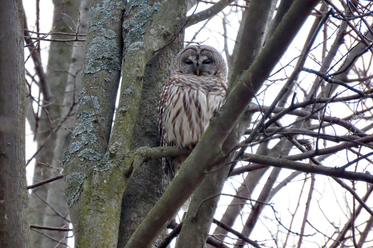 Barred Owl - Mary Maertz