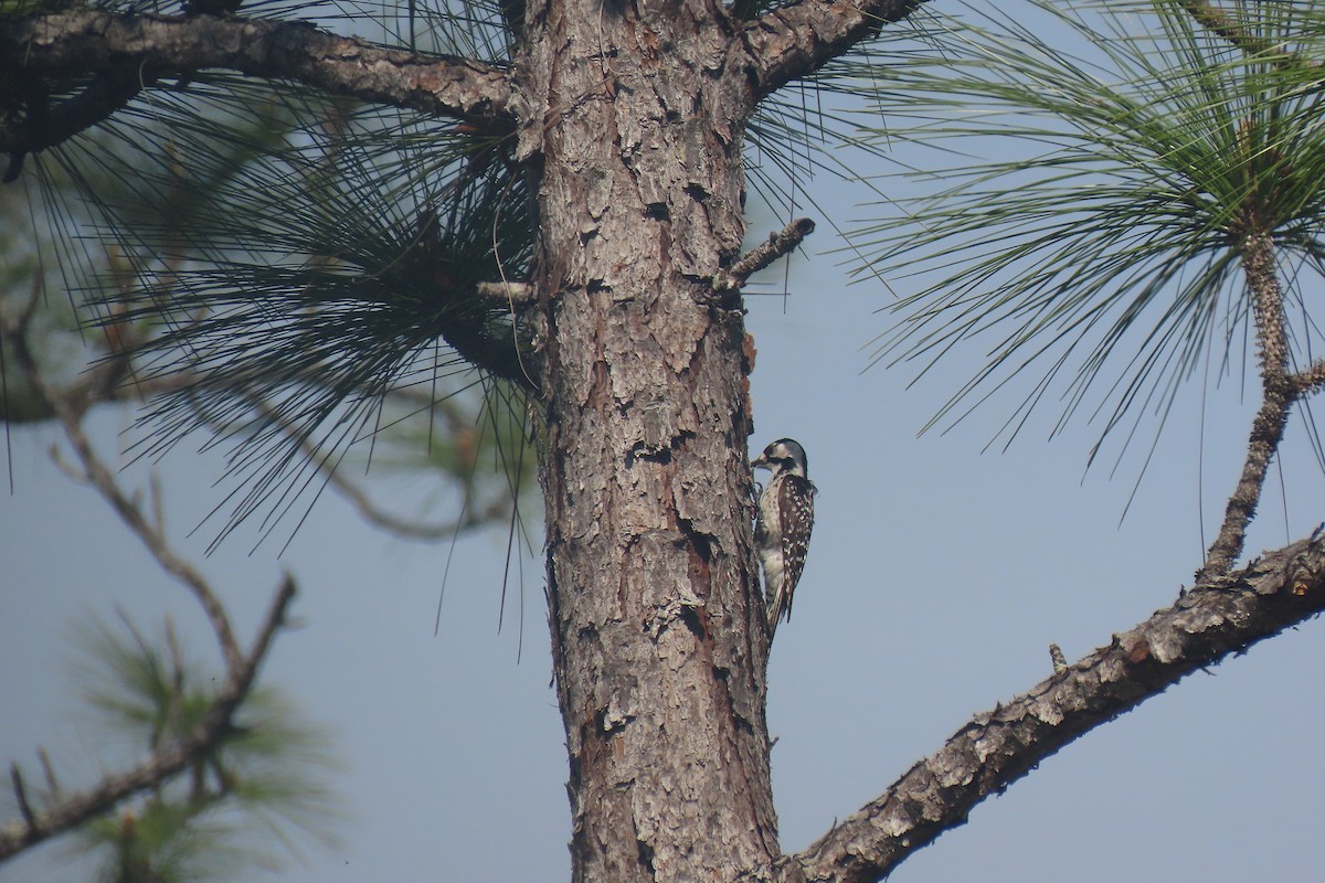 Red-cockaded Woodpecker - ML617239077