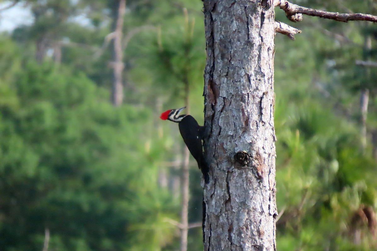 Pileated Woodpecker - ML617239083