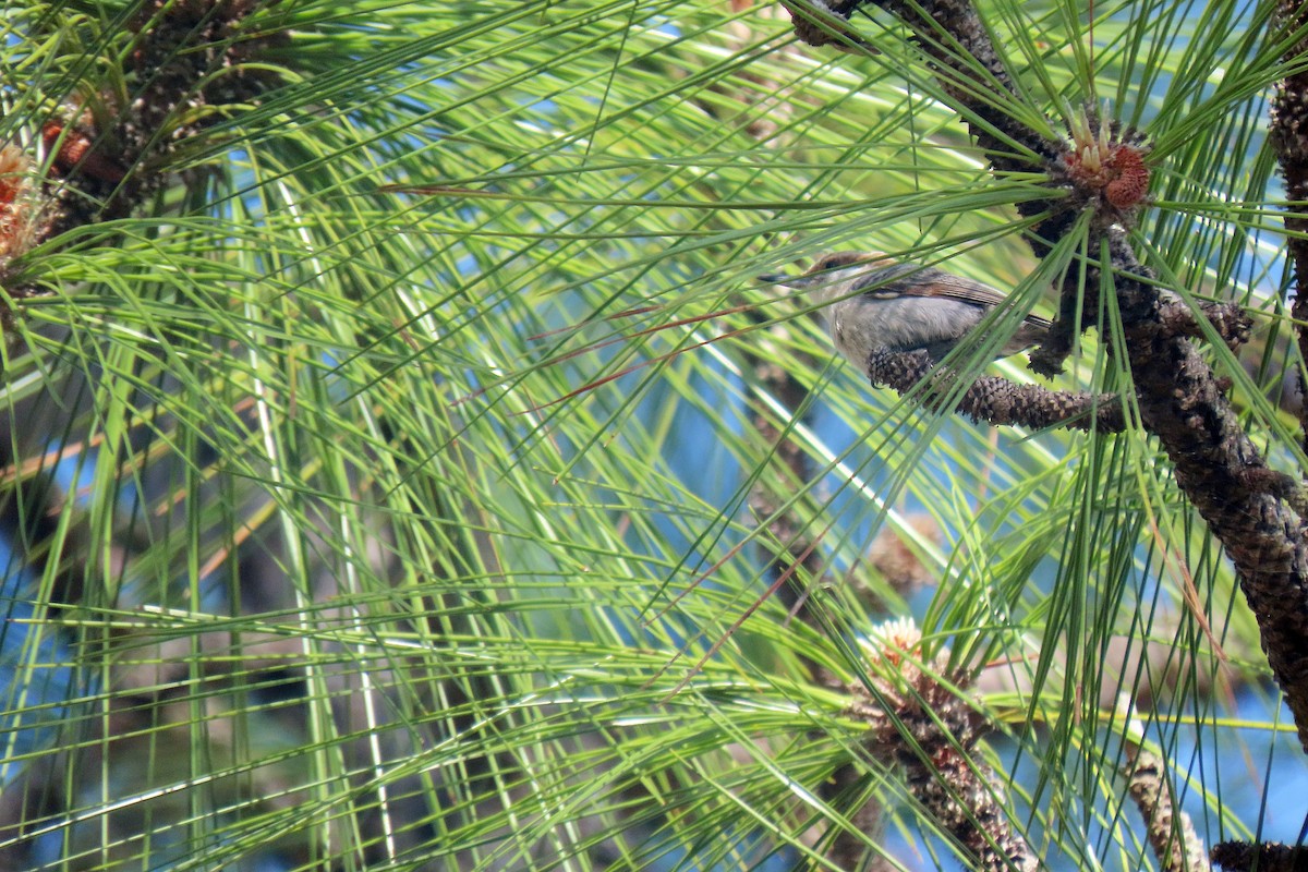 Brown-headed Nuthatch - ML617239110