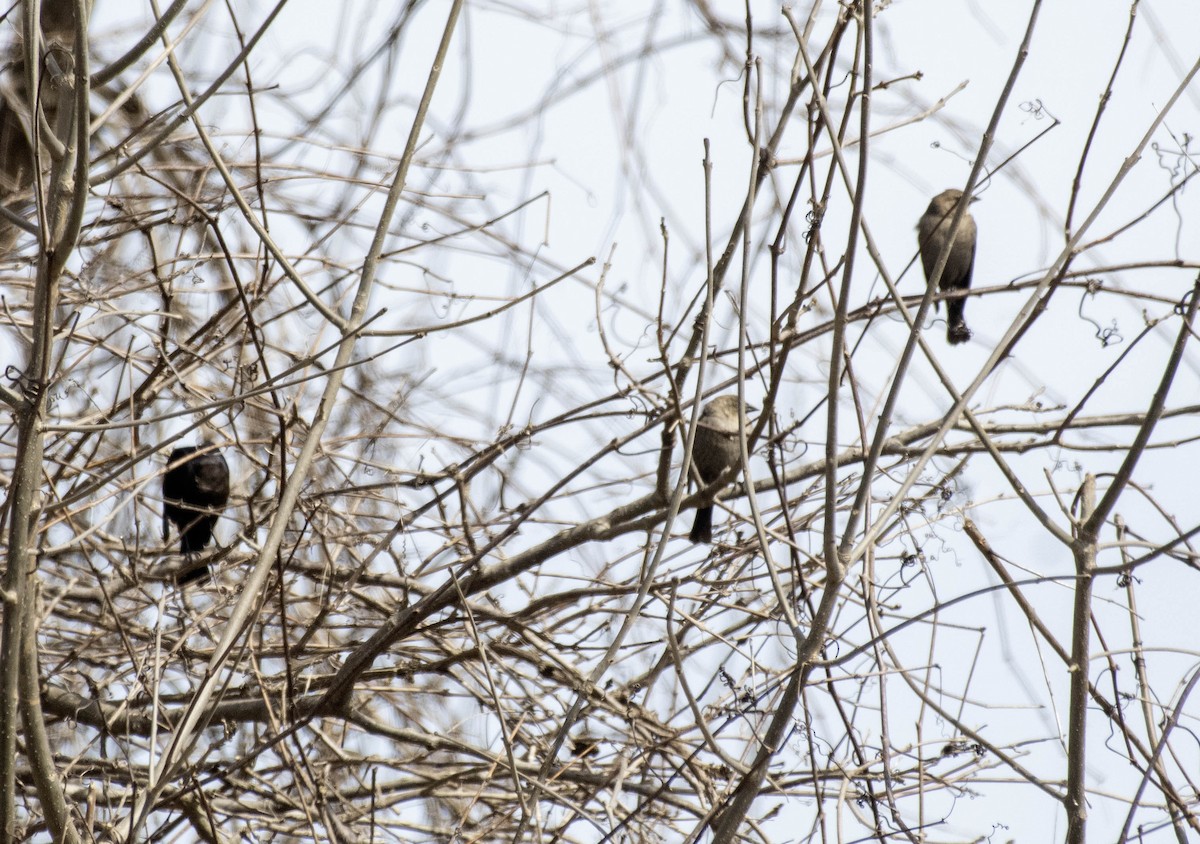 Brown-headed Cowbird - ML617239118