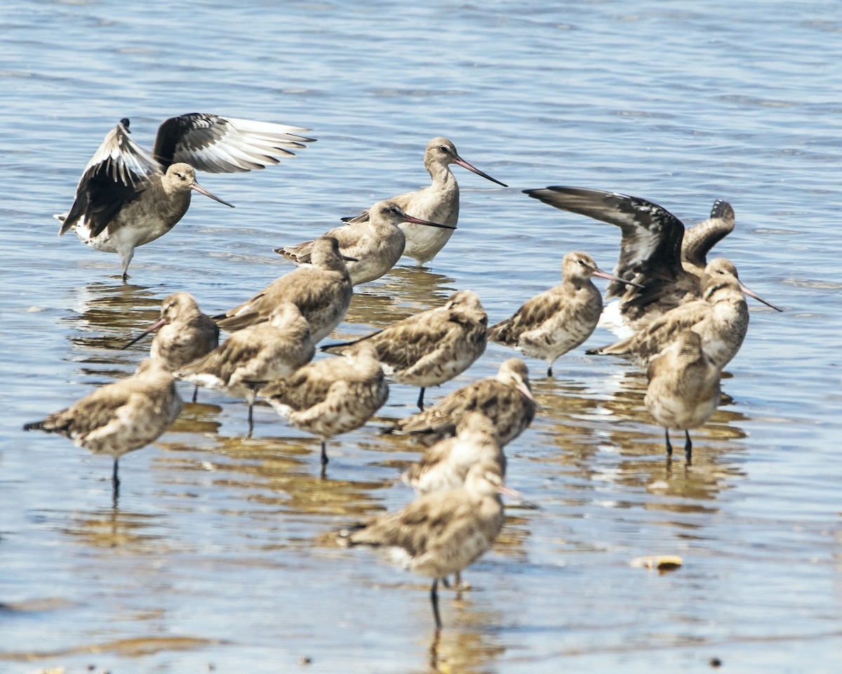 Hudsonian Godwit - Graciela  Neira